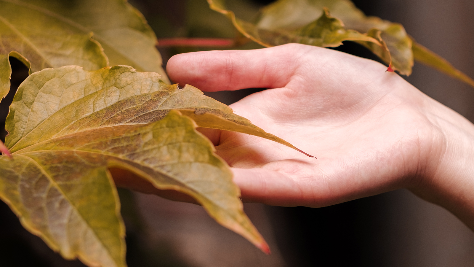Hoe kenmerkt de stijl van Goldleaf Pictures zich?